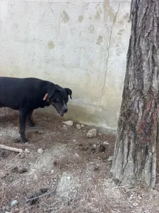 Adopt Maria