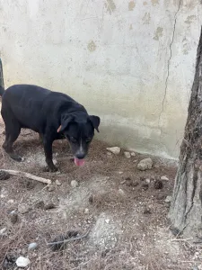 Adopt Maria