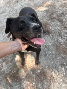 Adopt Bizi