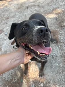 Adopt Bizi
