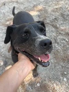 Adopt Bizi