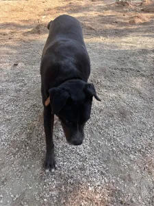 Adopt Bizi