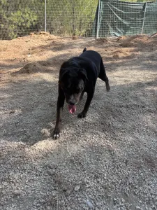 Adopt Bizi