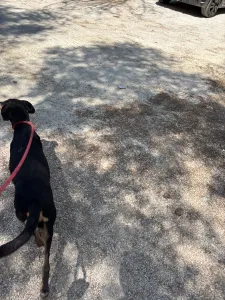 Adopt Clairy