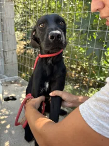 Adopt Zero