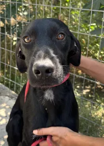 Adopt Zero