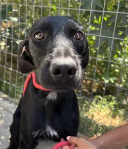 Adopt Zero