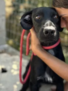 Adopt Zero