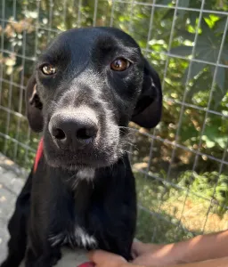 Adopt Zero
