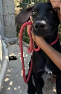 Adopt Zero