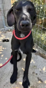 Adopt Zero