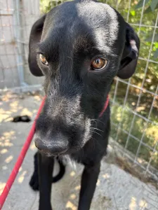 Adopt Zero