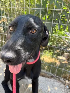 Adopt Zero