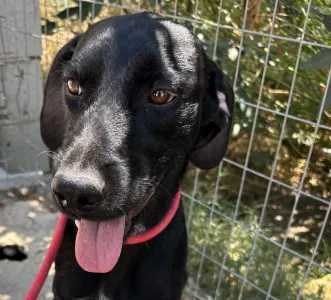 Adopt Zero