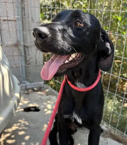 Adopt Zero