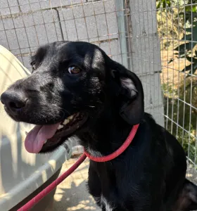 Adopt Zero