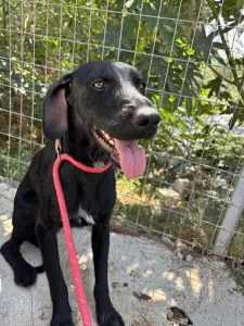 Adopt Zero