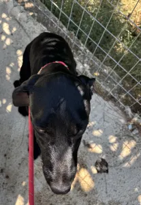 Adopt Zero