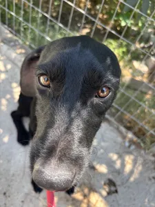 Adopt Zero