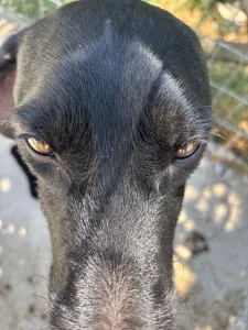 Adopt Zero