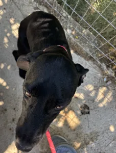 Adopt Zero