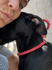 Adopt Zero