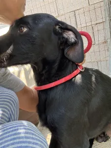 Adopt Zero