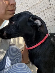 Adopt Zero