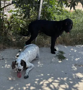 Adopt Zero