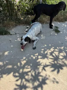 Adopt Sami