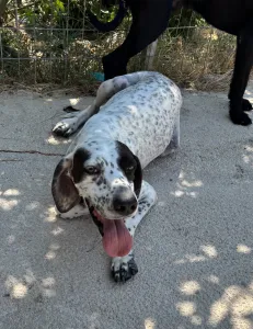 Adopt Sami