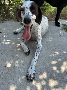 Adopt Sami