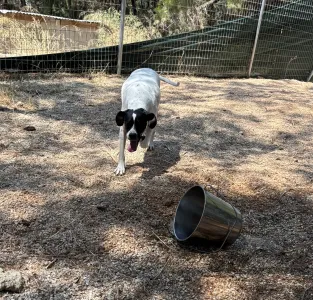 Adopt Rumi