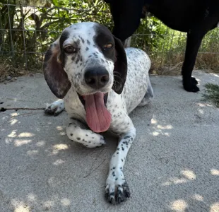 Adopt Sami
