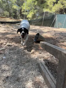 Adopt Rumi