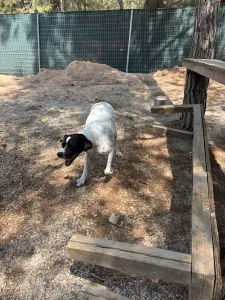 Adopt Rumi