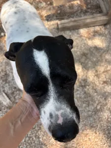 Adopt Rumi