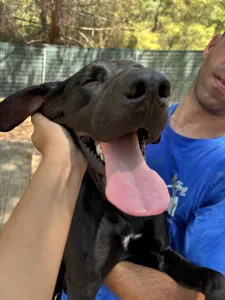 Adopt Azour