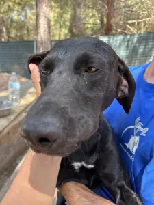 Adopt Azour