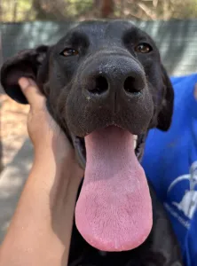 Adopt Azour