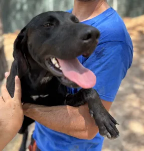 Adopt Azour