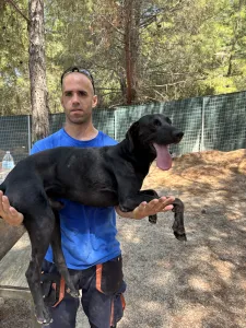 Adopt Azour