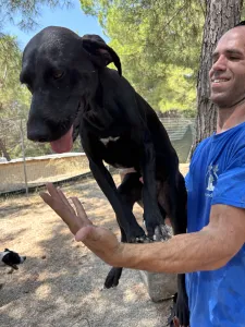 Adopt Azour