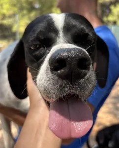 Adopt Rumi