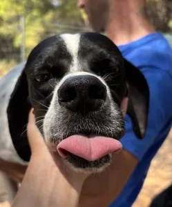 Adopt Rumi
