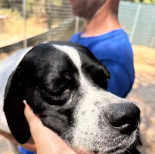 Adopt Rumi