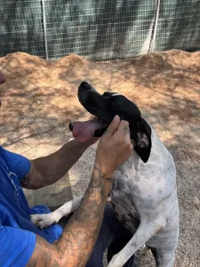 Adopt Rumi