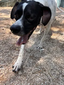 Adopt Rumi