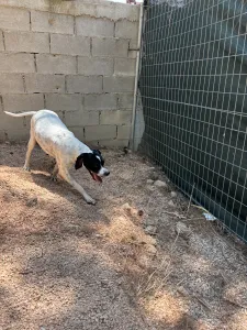 Adopt Rumi