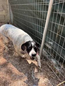 Adopt Rumi